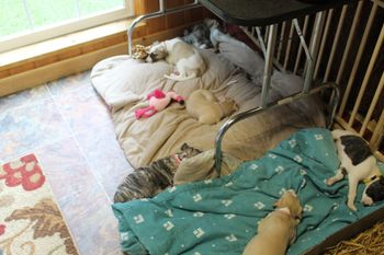 Pooped babies after playing outside..
