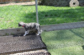 Kay checking out the yard...
