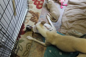 Mommy playing with Roxie..
