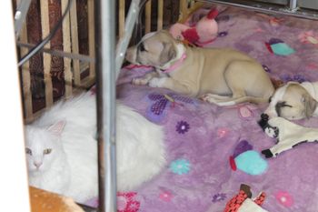 Hope and Hermes chilling with Sassy..
