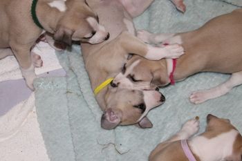 Playing...see Gretchen doing the Whippet "Neck Grab"....LOL
