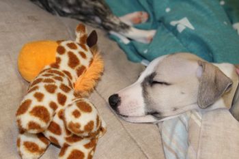 Sleepy Hope..
