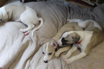 Hermes,Betty,and Samson..
