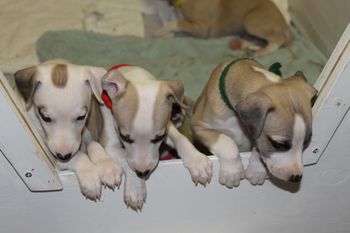 "Toula","Tate",and "Isaac"..

