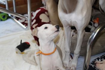 "Molly" looking at big sis.......too cute!
