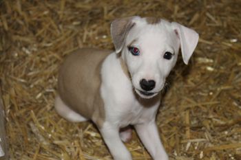 Adorable "Toula"...
