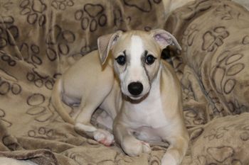 Our pretty girl Hope
