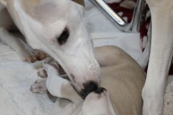 Awww "Autumn" loves the babies....
