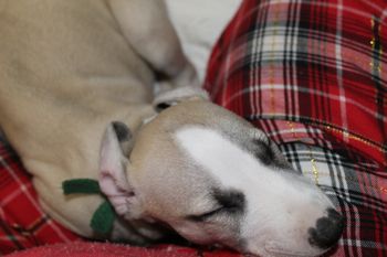 Awww "Isaaic" is sleeping in my lap....
