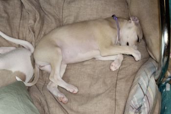 Tired Betty...
