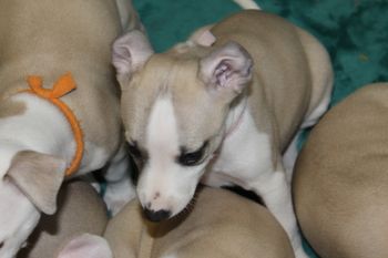 "Gracie" and her silly ears....LOL

