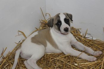 Handsome Samson...
