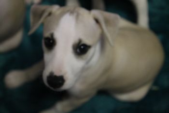 Beautiful "ViVa: now named "JOURNEY".......Moxie's Never Ending Jorney....
