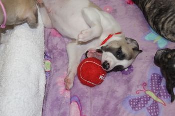 Samson loving ball play...
