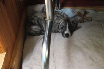 Adorable Cali...
