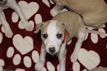 Darling "Tate" you are SO cute!

