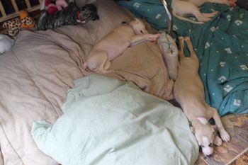 All tuckered out....
