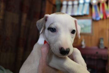 "Toula" HAS A CHINA BLUE EYE!!!!!!! Please note: Not "correct",happens,is considered a AKC Fault in the Whippet Breed and first time we have had it happen but IS still FINE and VERY COOL!!!
