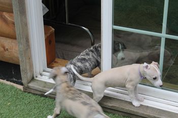 Learning to go in and outside!!

