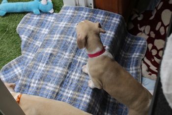"Gretchen" is not so sure...LOL
