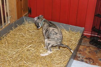 Good Girl Cali....Using the potty box!!
