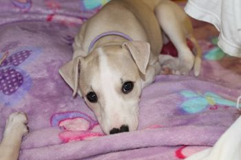 I do not think there is a cutier face....LOL....Betty just HAS the CUTE FACTOR!

