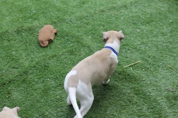 Handsome "Bo"..on the move..

