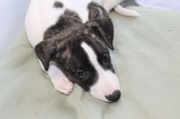 Adorable Roxie...
