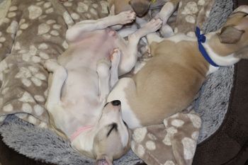 "Gracie" and "Bo"...out cold!!
