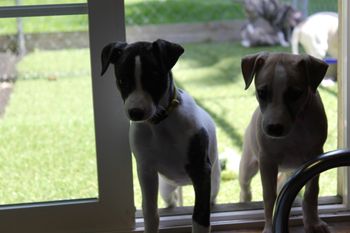 Roxie and Hope...
