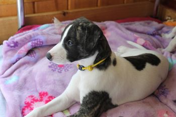 Gorgeous Roxie
