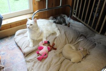 Sassy hanging with the puppies...she knows their sleeping....LOL
