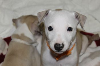 Cant ya kiss that face!!! "Molly" is too cute!!
