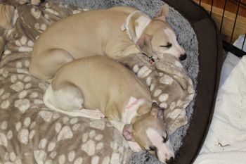"Journey" and "Gracie"...
