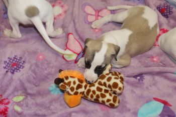 Ohh..Samson found the new squeaky toy..
