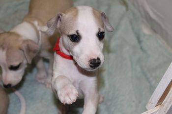"Tate" says HI ALL.....

