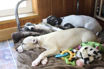 Hope,Cali,Roxie...all pooped out....
