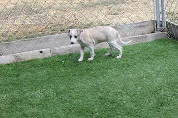Adorable "Gracie"..
