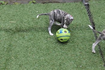 Outside playtime....
