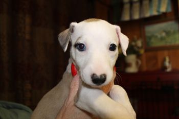 "Gorgeous" BLUE EYED "TOULA"!!!!
