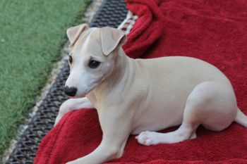 Cutie little Betty!!
