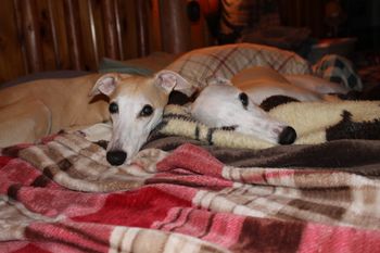 Grandma and Mommy are pooped from the babies,they are in my big girl bed...LOL....Night Night All.....SEE YOU ALL SOON!!!!!
