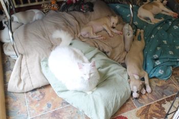 Sassy's says their sleeping,Im going to sleep too....
