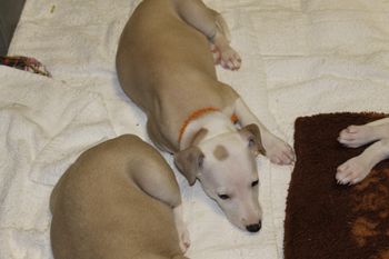 "Molly"....getting sleepy...
