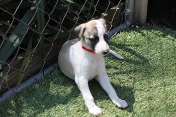 Samson soaking the SUN on their FIRST DAY OUTSIDE!!
