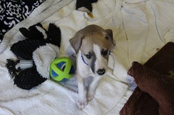"Bo" is so adorable!
