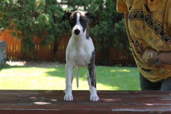 Roxie..
