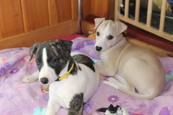 Roxie and Betty....
