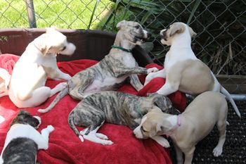 The gang playing....
