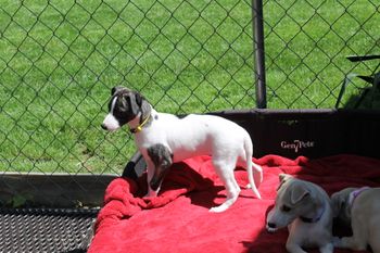 Gorgeous Roxie!!
